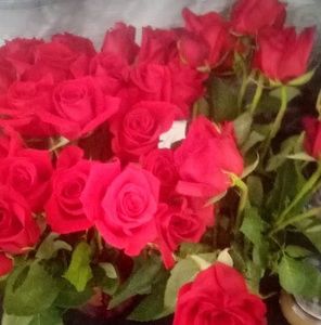 Meet your Posher, Tara